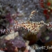 pipefish_ghost_ornate_dae_ni_h_0823_egy0966.jpg